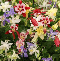 Fresh Seeds Columbine Origami Mix Columbine Flower 50 Organic 2023 Seeds Garden - £7.18 GBP