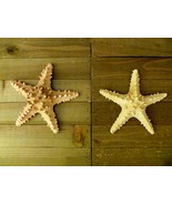 Knobby jungle starfish 6 - 7&quot; natural long spines from Philippines beach... - €17,25 EUR