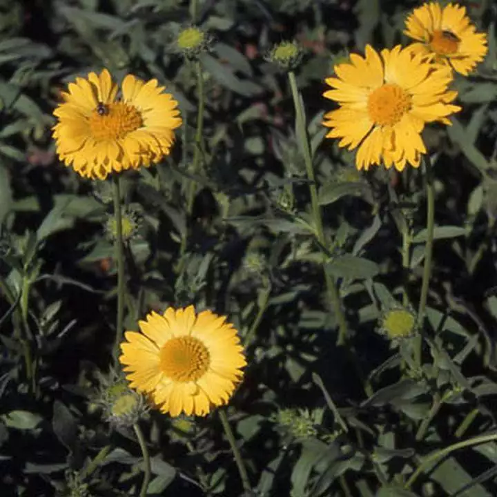 Flower Gaillardia Blanket Flower Aurea Pura 50 Seeds - $9.80