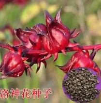 Fast Ship USA Seller 50 Seeds Fresh Roselle Semillas Flower Plant Sementes - £8.05 GBP