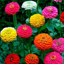 Zinnia California Giant Mix Seeds 150+ Flower COLORFUL BLOOMS  - $4.14