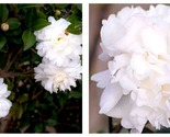 Polar Ice Camellia Japonica Live Starter Plant Highly Variable Blooms - £38.50 GBP