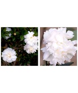 Polar Ice Camellia Japonica Live Starter Plant Highly Variable Blooms - £38.48 GBP