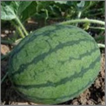 US Seller Sugar Baby Watermelon Watermelon Watermelon Seeds Sugar Baby 50 Seeds  - $6.80