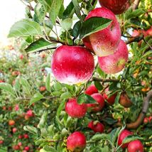 24-36&quot; Tall Live Plant Pink Lady Apple Tree Malus domestica ‘Cripps Pink&#39; - £94.31 GBP