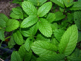 2 Wrigley&#39;s spearmint Mint Plants  (Organic) Very Rare - Live Plant - £20.46 GBP