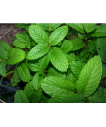 2 Wrigley&#39;s spearmint Mint Plants  (Organic) Very Rare - Live Plant - €22,35 EUR