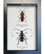 Blue Red Rosalia Longicorn & Pachycornis RARE Beatle Framed Entomology Shadowbox - $129.00