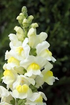 Tall White Snapdragon, 500 Seeds D - £11.28 GBP