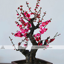 1 Pack Approx 8 Seeds Chinese Flower Wintersweet Seed Fragrant Red Chimonanthus  - $8.02