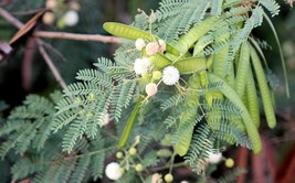 Wild Tamarind -40 seeds - Multi Purpose Tree - Read Description Below- R... - £4.77 GBP