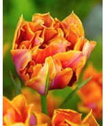10 bulbs Willem van Oranje Double Early Tulip - €42,80 EUR
