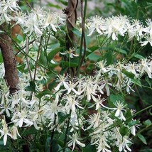 20 White Clematis Virginiana Virgins Bower Flower Vine Seeds New Fresh Seeds USA - $14.90