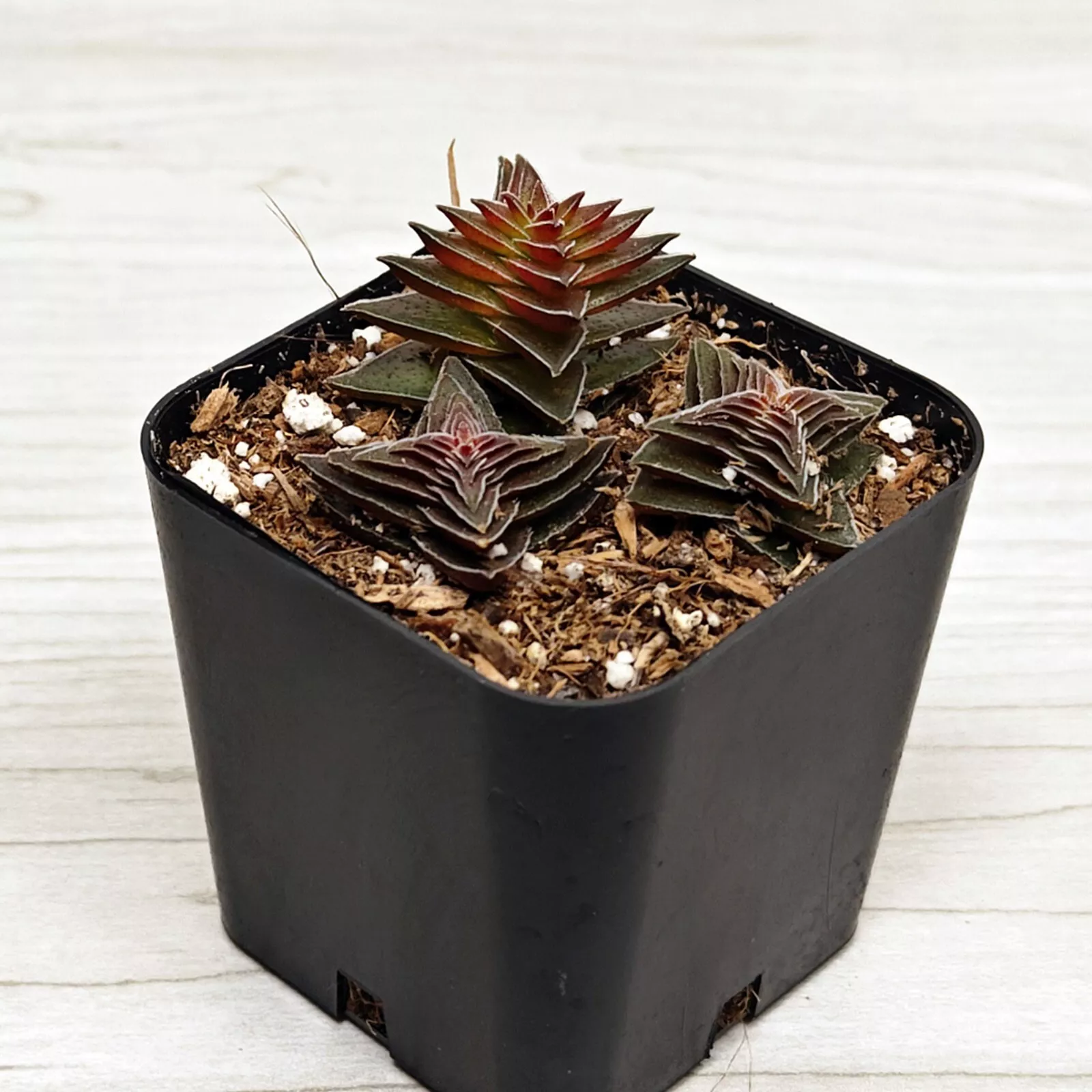 Succulent Plant - Crassula Capitella Thyrsiflora : Red Pagoda - In 2&quot; Pot  - $15.50