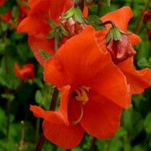 25 Scarlet Alonsoa Mask Flower Seeds PerennialFrom US - $8.35