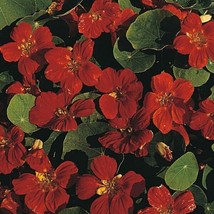 NEW! 25+ JEWEL MAHOGANY NASTURTIUM FLOWER SEEDS / ANNUAL / DEER RESISTANT - $15.03