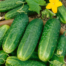 25 Seeds Bush Pickle Cucumber Planting Easy Grow Garden Fresh USA Shipping - $9.40