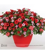 SL Park&#39;S Glamorous Girl Mixed Garden Paetuni Seeds, Professional Pack, ... - $2.48 CAD