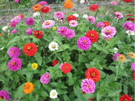 Berynita Store Zinnia California Giants 50+ Seeds Heirloom Open Pollinated - £7.03 GBP