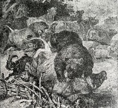 Grizzly Bear Attacks Cattle On Farm 1887 Wood Engraving Victorian Art DWEE29 - £19.97 GBP