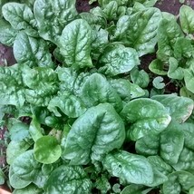 USA SELLER Bloomsdale Long Standing Spinach Gardening Vegetable Seeds - $17.88