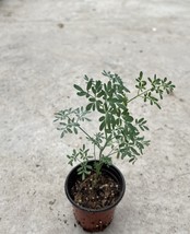 Ruta Common Rue 8 Inch With Pot Ruta Graveolens Herb Of Grace Ready To Plant USA - $43.98