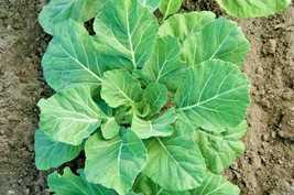 600 Seeds Champion Collard Greens Seeds Spring Fall Vegetable Garden Patio Conta - £7.18 GBP