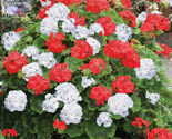 Geranium St Gerorge Seeds 10 Seeds - $9.99