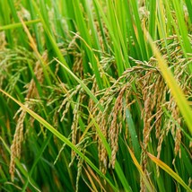 Organic Rice Brown 79 - Heirloom, Non-GMO Grain Seeds for Sustainable Home Farmi - £5.18 GBP