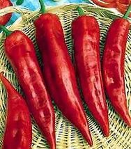 25 Pcs Corno Di Toro Pepper Seeds #MNHG - $14.50