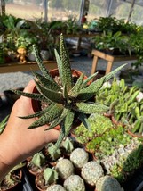 Succulent Gasteraloe Royal Highness Bedinghausii Aloe 4&quot; Pot Live Plant - £9.49 GBP
