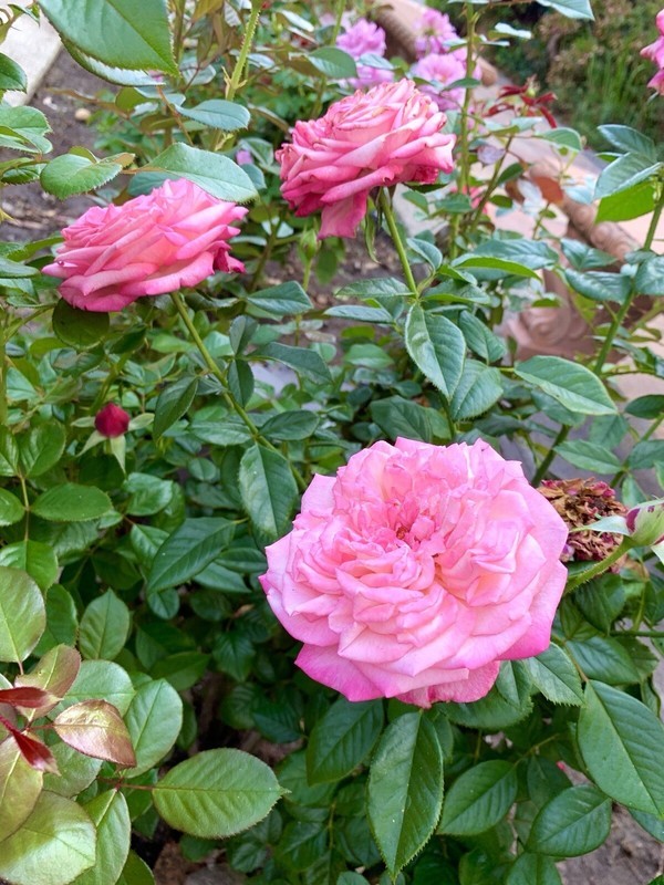 Xl50 Roses SMX 50 Petals Flower Fragrant Large Pink Rose 10 Seeds Indoor Gardening ...
