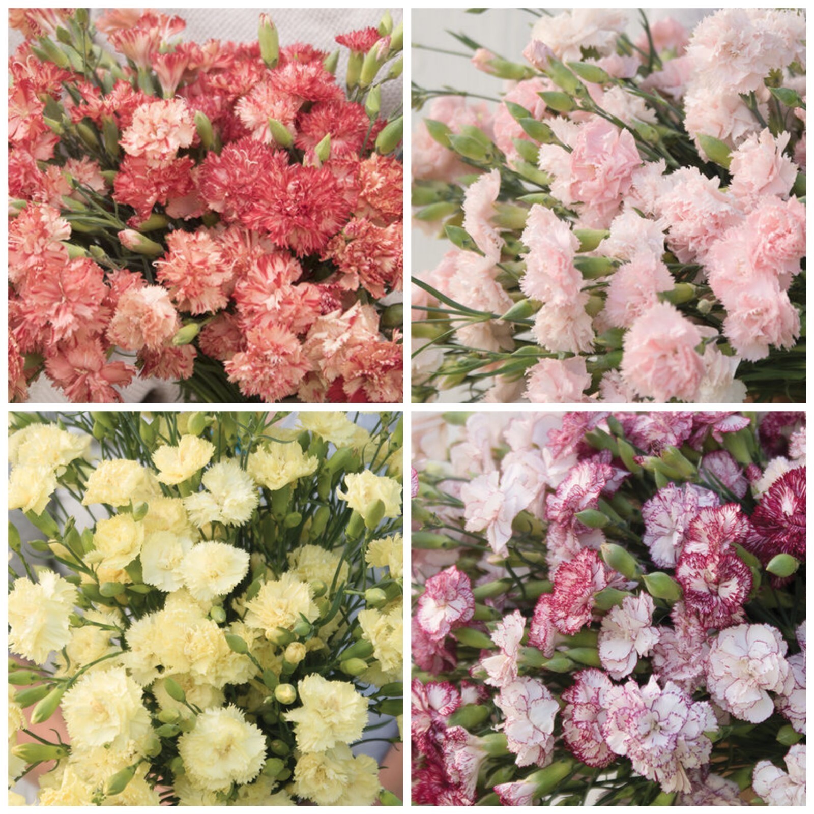 Carnation Variety Orange Sherbet Marie La France Benigna 100 seeds each ... - $31.16