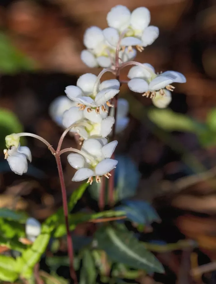 Spotted Wintergreen Chimaphila Maculata Perennial Bare Root Live Plant O... - £24.63 GBP