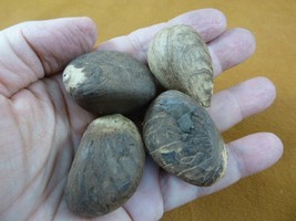 (tn-4) 4 small natural Tagua Nut whole nuts for craft Carving Dried plai... - $11.89