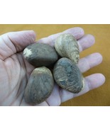 (tn-4) 4 small natural Tagua Nut whole nuts for craft Carving Dried plai... - $11.89