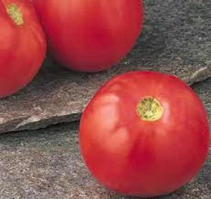 50 Seeds Quali T 23 Tomato Vegetable Fresh USA Fast Shipping - £13.03 GBP