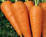 Chantenay Red Cored Carrot Seeds 1000 Vegetable Garden Culinary Fast Shi... - $8.99
