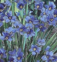 Fresh Blueeyed Iris Grass Plant 50 Seeds US Seller - £14.93 GBP