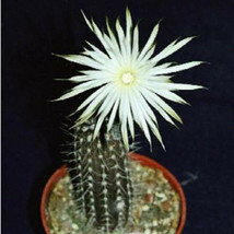 Echinopsis mirabilis rare flowering nocturnal cactus seed cacti agave 100 SEEDS - £11.98 GBP
