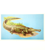 1975 PHYTOSAUR Dinosaur Card Vintage Prehistoric Illustration Ephemera B78B - $368.02 MXN