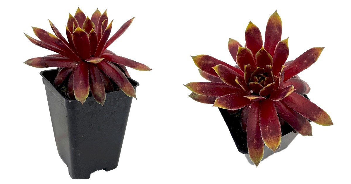 Primary image for Sempervivum - Chick Charms Gold Rush - 2.5" Pot