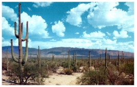 Roadway Through The Saguaros Southern Arizona Cactus Postcard - £5.49 GBP