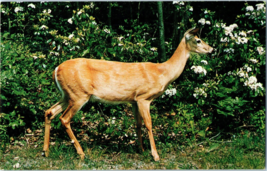 Deer On Skyline Drive Shenandoah National Park Virginia Postcard Posted 1967 - £5.41 GBP