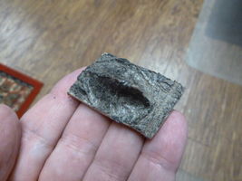 (G502-120) 1-1/8&quot; Gator ALLIGATOR BACK SCUTE bone bones HIDE scutes croc... - €8,51 EUR