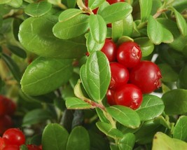 Vaccinium Macrocarpon (Cranberry) 50 seeds - £1.03 GBP