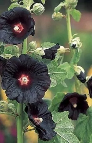 New Fresh 25 Black Hollyhock Seeds Giant Flower Seed Flowers Seed - £10.60 GBP