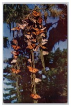 Monarch Butterfly Migration Pacific Grove California CA UNP Chrome Postcard W22 - £3.58 GBP