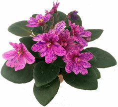 2&quot; Pot - Terrariums Fairy Gardens Miniature African Violet 1 Live Plant  - £37.16 GBP