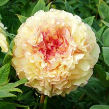 Jin Ge Japanese Tree Peony Seeds 5 Yellow Golden Flowers Garden Beautifu... - $9.97